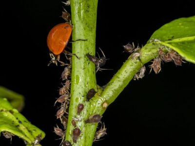 Introducción al Control Biológico