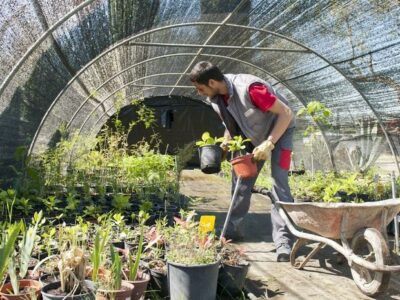 Actividades Auxiliares en Viveros Jardines y Centros de Jardinería