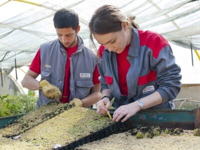 Multiplicación de Plantas Ornamentales en Vivero