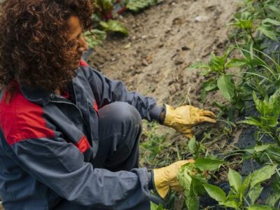 Horticultura Ecológica